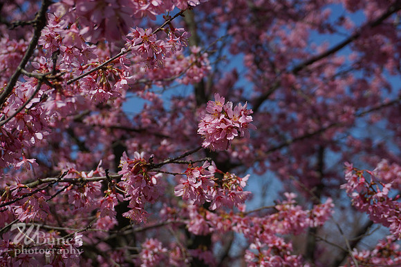 Branch Brook Park , Cherry Blossom &  10K Run 04-07-19 - WBunchphotography (91)