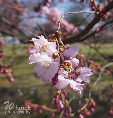 Branch Brook Park , Cherry Blossom &  10K Run 04-07-19 - WBunchphotography (97)