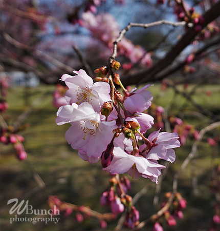 Branch Brook Park , Cherry Blossom &  10K Run 04-07-19 - WBunchphotography (98)