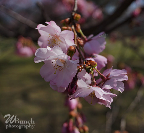 Branch Brook Park , Cherry Blossom &  10K Run 04-07-19 - WBunchphotography (100)