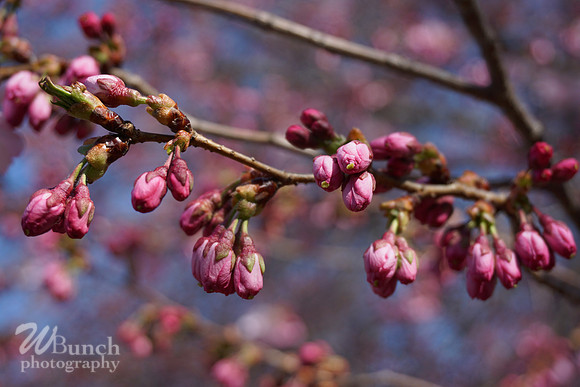 Branch Brook Park , Cherry Blossom &  10K Run 04-07-19 - WBunchphotography (105)
