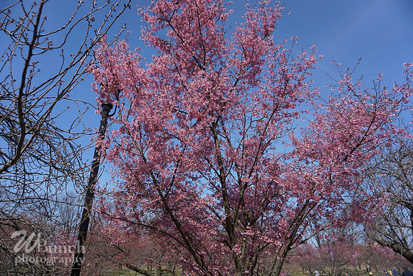 Branch Brook Park , Cherry Blossom &  10K Run 04-07-19 - WBunchphotography (107)