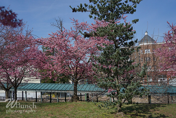 Branch Brook Park , Cherry Blossom &  10K Run 04-07-19 - WBunchphotography (130)