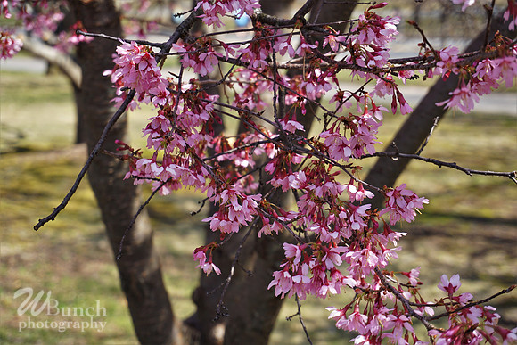 Branch Brook Park , Cherry Blossom &  10K Run 04-07-19 - WBunchphotography (135)