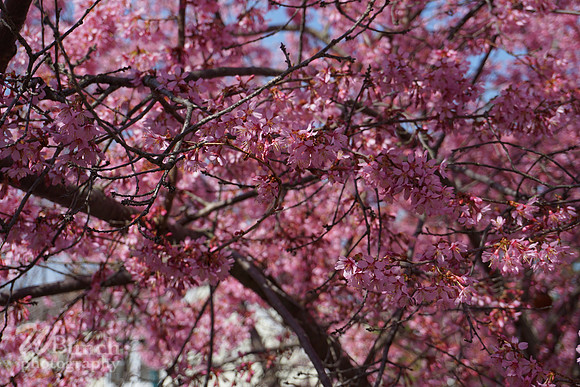Branch Brook Park , Cherry Blossom &  10K Run 04-07-19 - WBunchphotography (142)