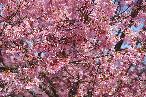 Branch Brook Park , Cherry Blossom &  10K Run 04-07-19 - WBunchphotography (143)