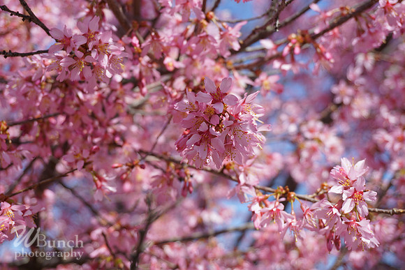 Branch Brook Park , Cherry Blossom &  10K Run 04-07-19 - WBunchphotography (144)