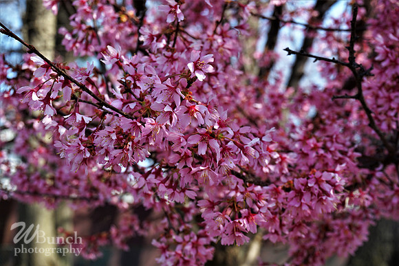 Branch Brook Park , Cherry Blossom &  10K Run 04-07-19 - WBunchphotography (170)