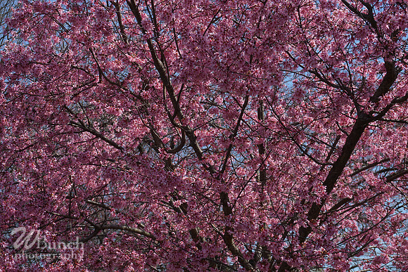 Branch Brook Park , Cherry Blossom &  10K Run 04-07-19 - WBunchphotography (174)