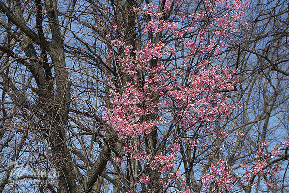 Branch Brook Park , Cherry Blossom &  10K Run 04-07-19 - WBunchphotography (176)