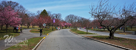 Branch Brook Park , Cherry Blossom &  10K Run 04-07-19 - WBunchphotography (178)