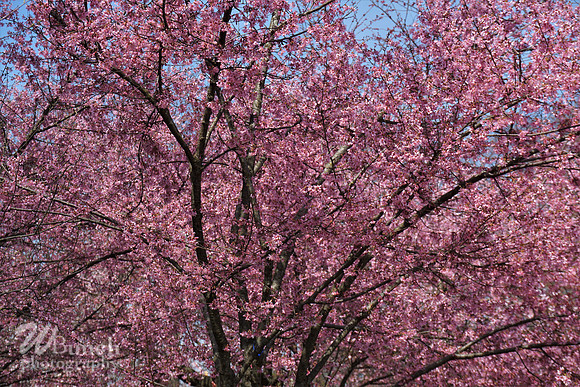 Branch Brook Park , Cherry Blossom &  10K Run 04-07-19 - WBunchphotography (179)