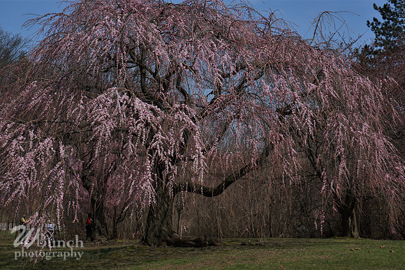 Branch Brook Park , Cherry Blossom &  10K Run 04-07-19 - WBunchphotography (195)