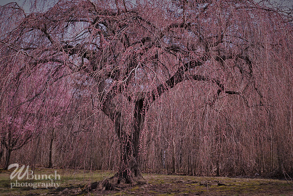Branch Brook Park , Cherry Blossom &  10K Run 04-07-19 - WBunchphotography (198)