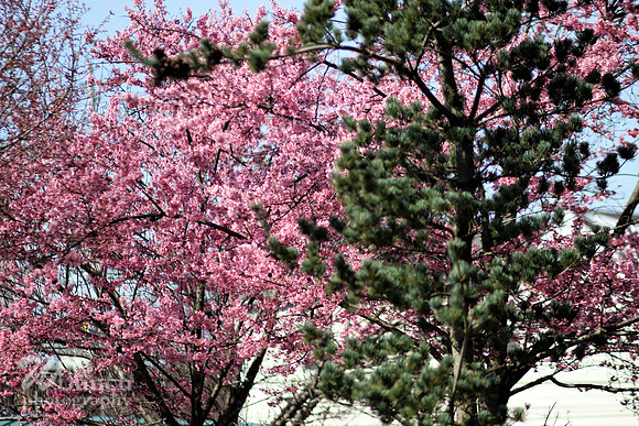 Cherry Blossom Festival 2019, Branch Brook Park