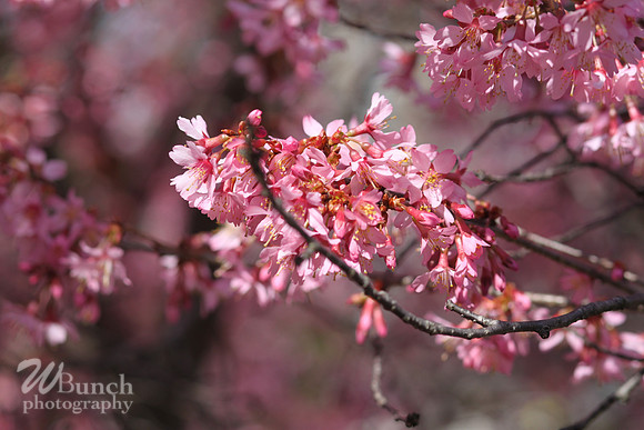Cherry Blossom Festival 2019, Branch Brook Park