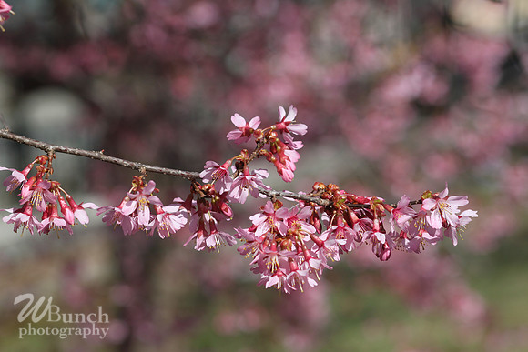 Cherry Blossom Festival 2019, Branch Brook Park