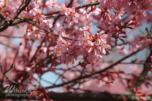 Cherry Blossom Festival 2019, Branch Brook Park