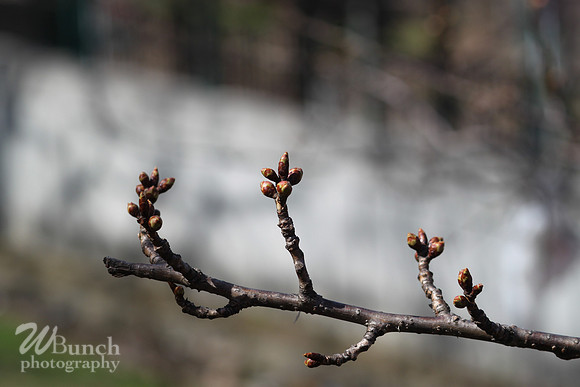 Cherry Blossom Festival 2019, Branch Brook Park