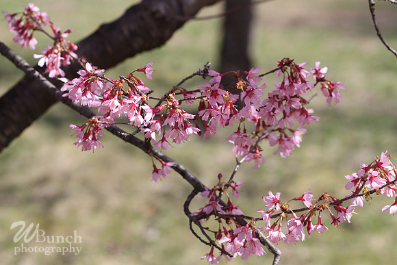 Cherry Blossom Festival 2019, Branch Brook Park