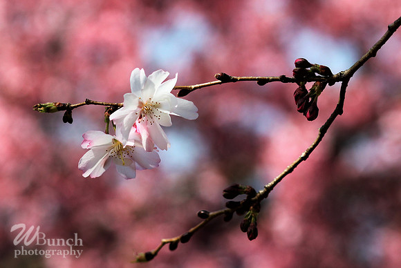 Cherry Blossom Festival 2019, Branch Brook Park