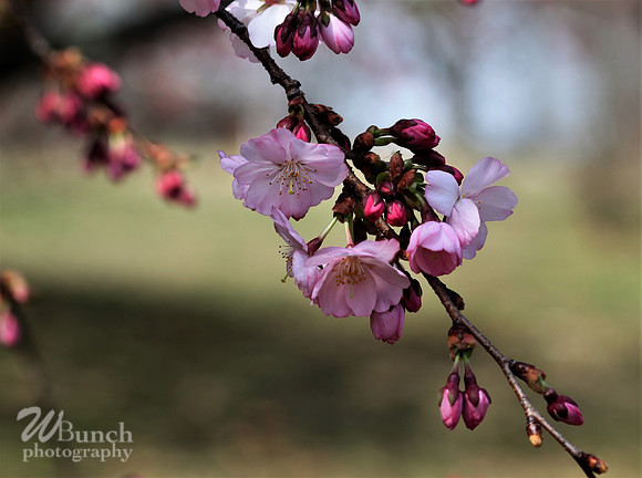 Cherry Blossom Festival 2019, Branch Brook Park