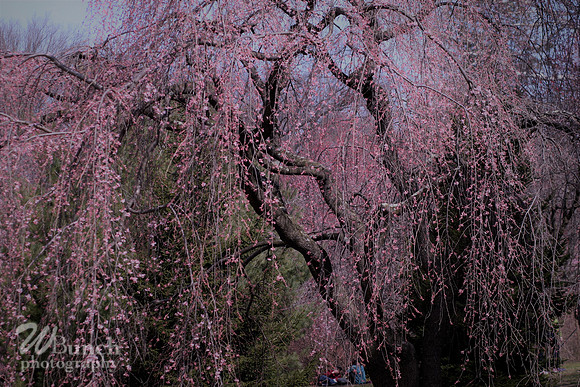 Cherry Blossom Festival 2019, Branch Brook Park