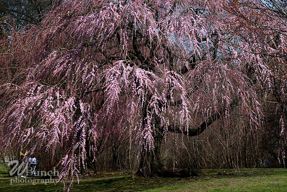 Cherry Blossom Festival 2019, Branch Brook Park