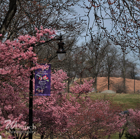 Cherry Blossom Festival 2019, Branch Brook Park