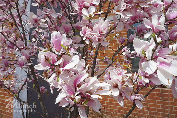 Cherry Blossom Festival 2019 @ Branch Brook Park, 041319 - WBunchphotography (1)