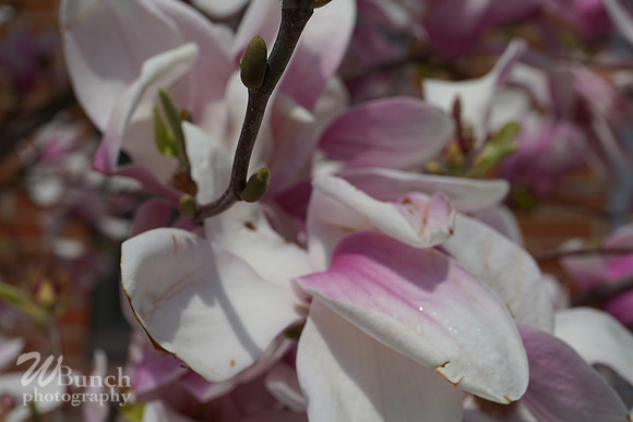 Cherry Blossom Festival 2019 @ Branch Brook Park, 041319 - WBunchphotography (3)