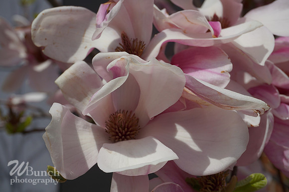 Cherry Blossom Festival 2019 @ Branch Brook Park, 041319 - WBunchphotography (5)