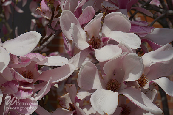 Cherry Blossom Festival 2019 @ Branch Brook Park, 041319 - WBunchphotography (6)