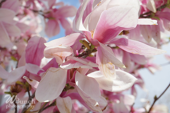 Cherry Blossom Festival 2019 @ Branch Brook Park, 041319 - WBunchphotography (8)