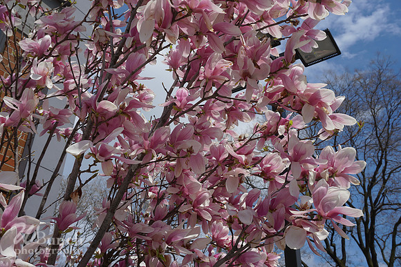 Cherry Blossom Festival 2019 @ Branch Brook Park, 041319 - WBunchphotography (9)
