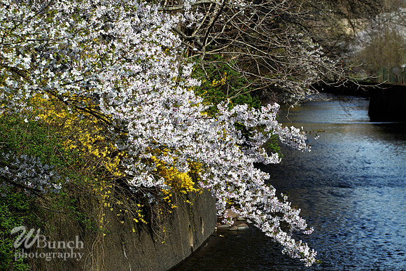 Cherry Blossom Festival, 04-13-19  - Branch Brook Park - WBunchphotography (255)