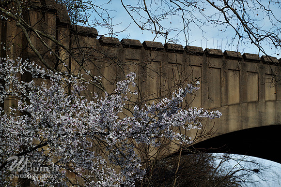 Cherry Blossom Festival, 04-13-19  - Branch Brook Park - WBunchphotography (258)