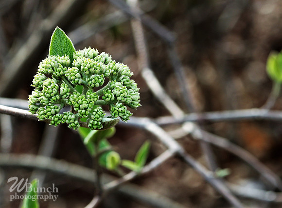 Cherry Blossom Festival, 04-13-19  - Branch Brook Park - WBunchphotography (270)