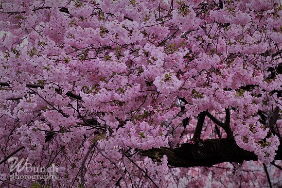 Cherry Blossom Festival, 04-13-19  - Branch Brook Park - WBunchphotography (279)