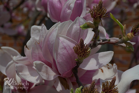 Cherry Blossom Festival 2019 @ Branch Brook Park, 041319 - WBunchphotography (4)