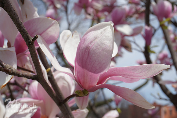 Cherry Blossom Festival 2019 @ Branch Brook Park, 041319 - WBunchphotography (14)