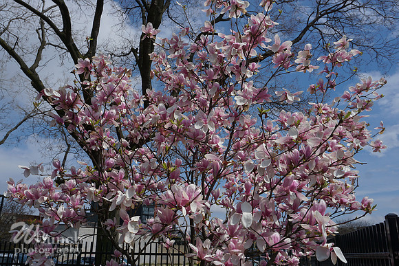 Cherry Blossom Festival 2019 @ Branch Brook Park, 041319 - WBunchphotography (16)