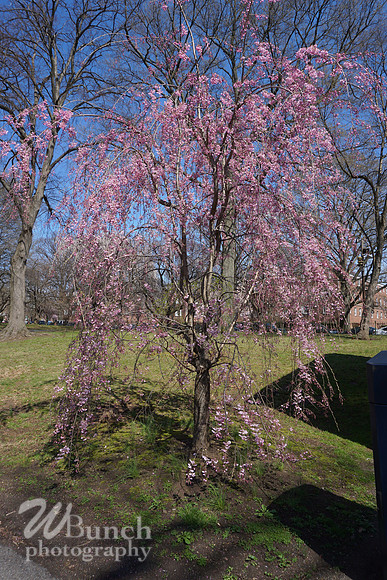 Cherry Blossom Festival 2019 @ Branch Brook Park, 041319 - WBunchphotography (18)