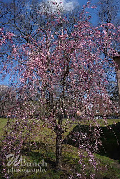 Cherry Blossom Festival 2019 @ Branch Brook Park, 041319 - WBunchphotography (19)