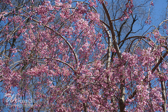 Cherry Blossom Festival 2019 @ Branch Brook Park, 041319 - WBunchphotography (22)