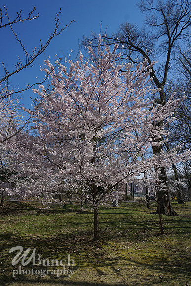 Cherry Blossom Festival 2019 @ Branch Brook Park, 041319 - WBunchphotography (26)