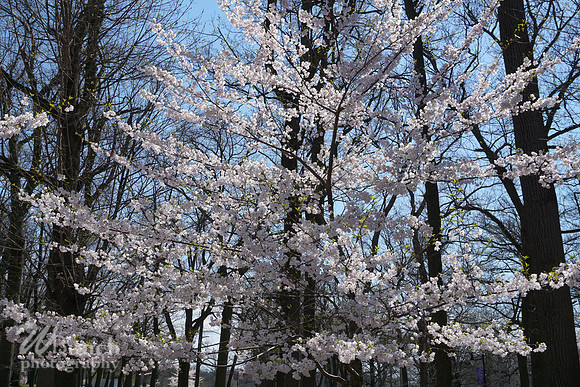Cherry Blossom Festival 2019 @ Branch Brook Park, 041319 - WBunchphotography (27)