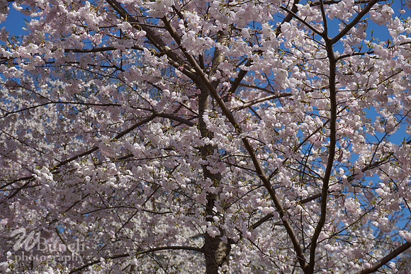 Cherry Blossom Festival 2019 @ Branch Brook Park, 041319 - WBunchphotography (33)