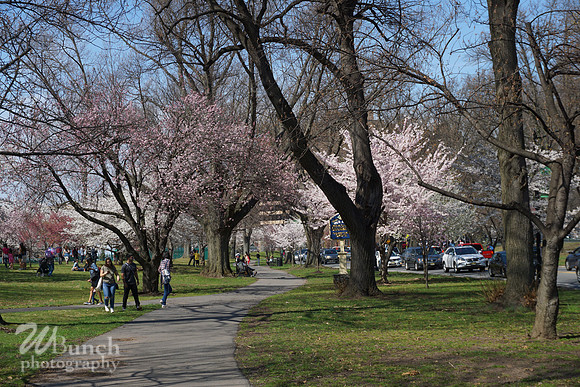 Cherry Blossom Festival 2019 @ Branch Brook Park, 041319 - WBunchphotography (37)