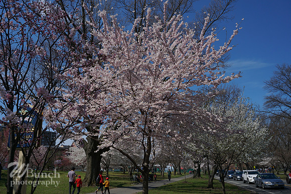 Cherry Blossom Festival 2019 @ Branch Brook Park, 041319 - WBunchphotography (41)